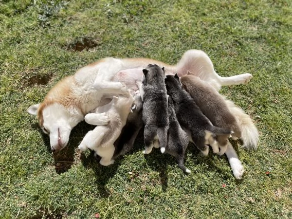 siberian husky con pedigree in vendita | Foto 3