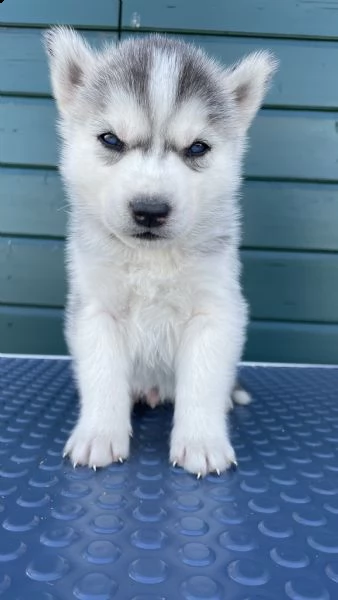 cuccioli siberian husky con pedigree | Foto 0
