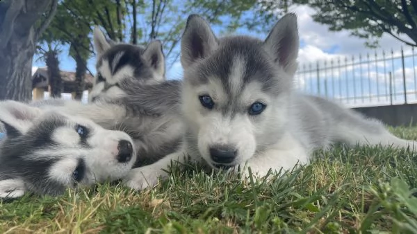 ultimi cuccioli siberian husky in vendita | Foto 4