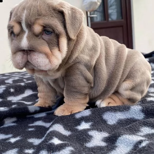 regalo bulldog inglese cuccioli meravigliosi ! 
