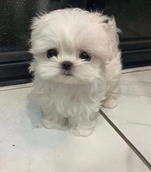 regalo maltese 