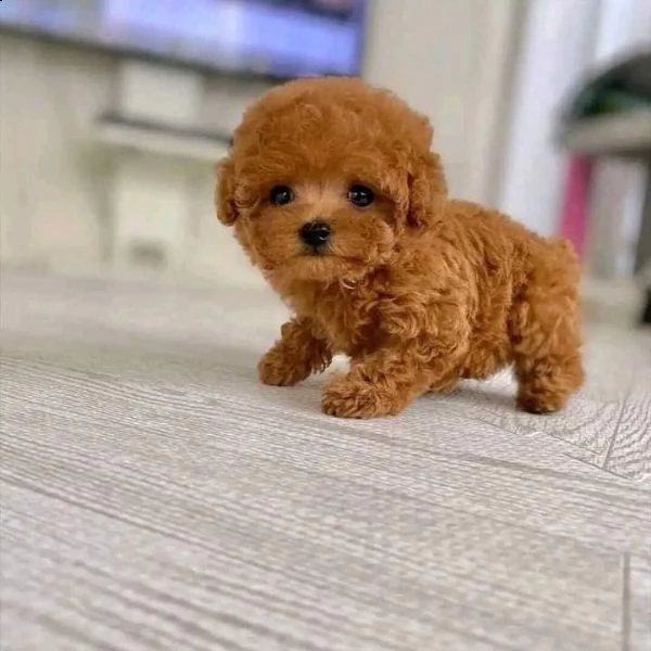 cuccioli di barboncini taglia piccola!