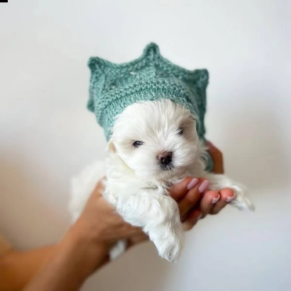 regalo maltese