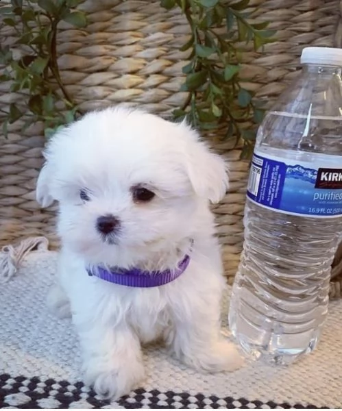 regalo  maltese mini toy¥ | Foto 0