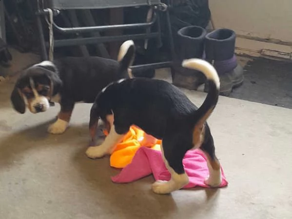 cuccioli di beagle | Foto 6