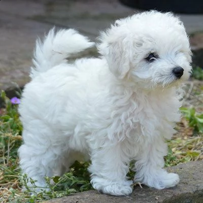 maltese