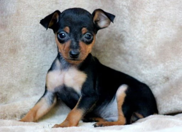 pinscher  | Foto 0