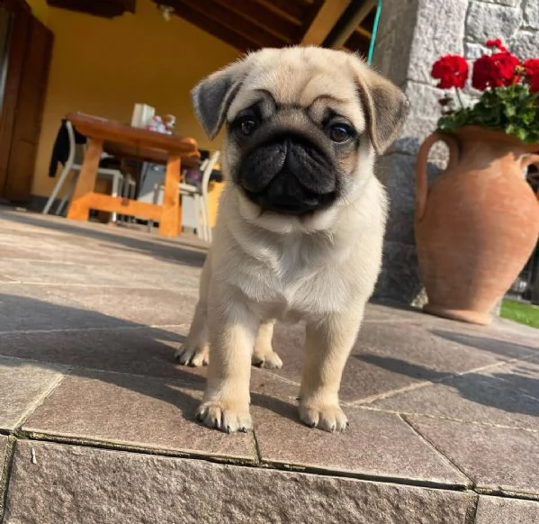 regalo cuccioli di carlino | Foto 0