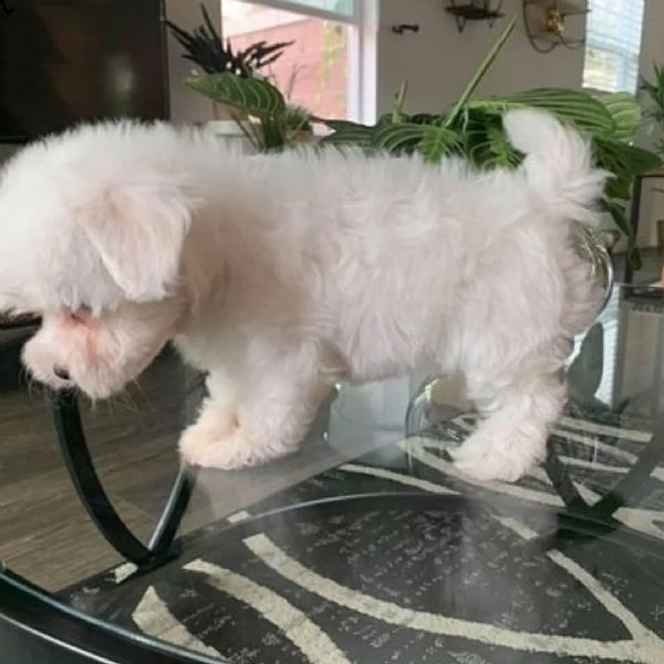 cuccioli maltesi sani(+393509706299)