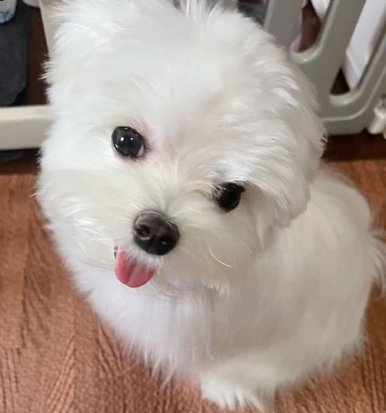 bellissimi cuccioli di razza pura maltese (+393509706299)