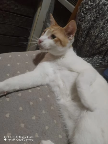 Splendidi rossini in cerca di casa | Foto 2