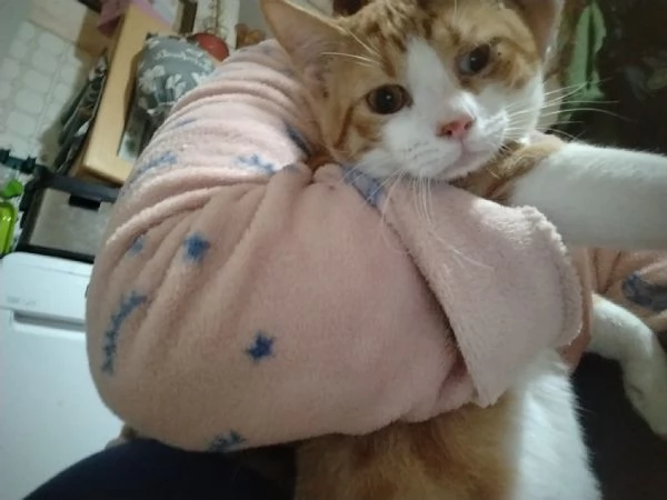 Splendidi rossini in cerca di casa | Foto 1