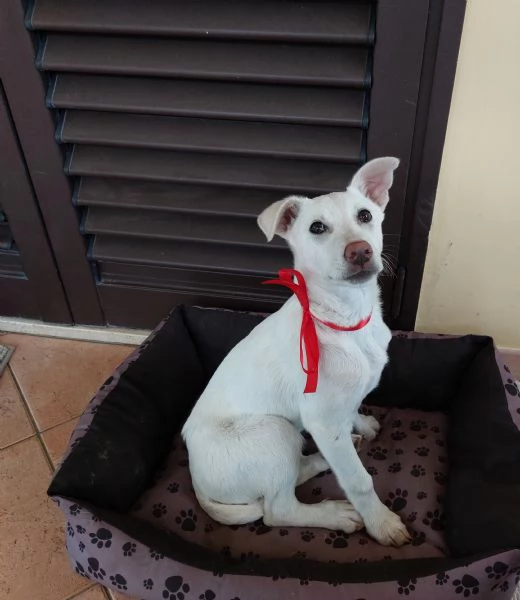 Meraviglie salvate dal canile | Foto 4