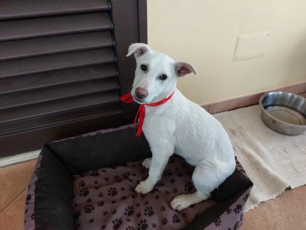 Meraviglie salvate dal canile | Foto 3