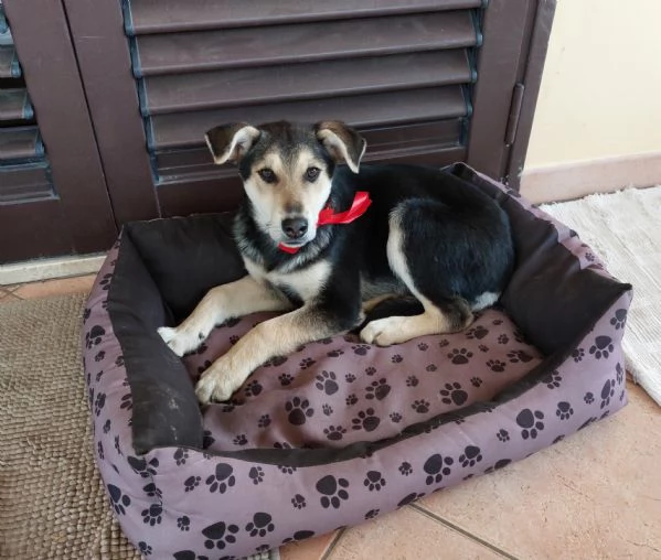 Meraviglie salvate dal canile | Foto 2