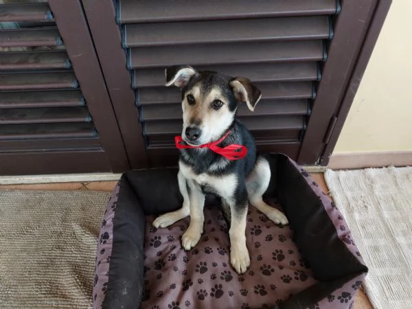 Meraviglie salvate dal canile | Foto 1