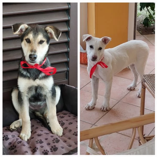 Meraviglie salvate dal canile