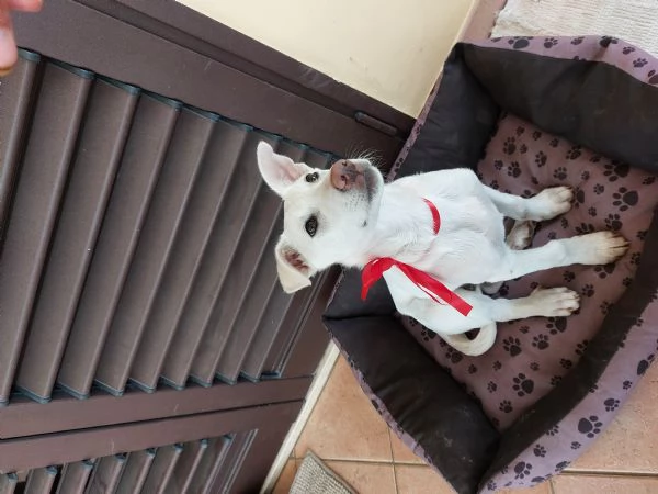 Meraviglie salvate dal canile | Foto 0