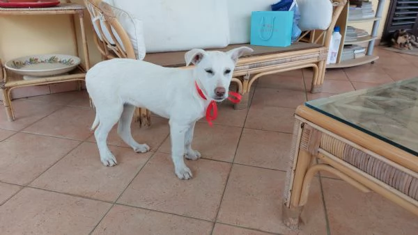 Neve Dall'oasi incontaminata al canile