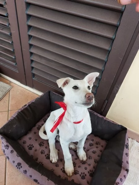 Neve Dall'oasi incontaminata al canile | Foto 5