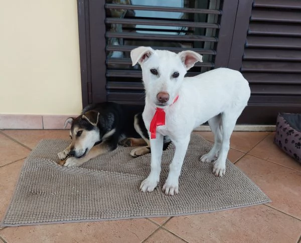 Neve Dall'oasi incontaminata al canile | Foto 3