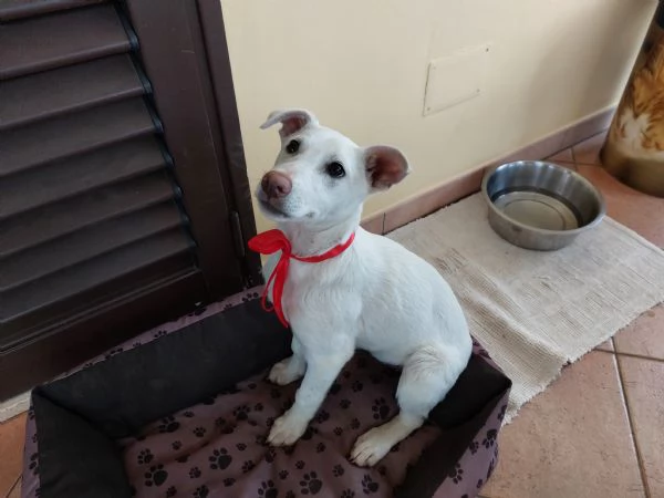 Neve Dall'oasi incontaminata al canile | Foto 2