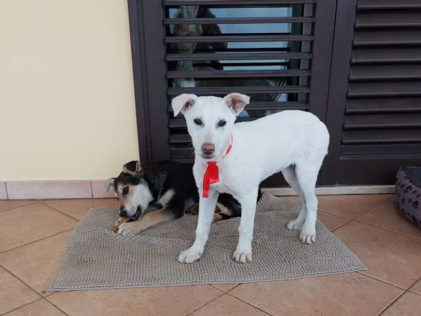 Neve Dall'oasi incontaminata al canile | Foto 1