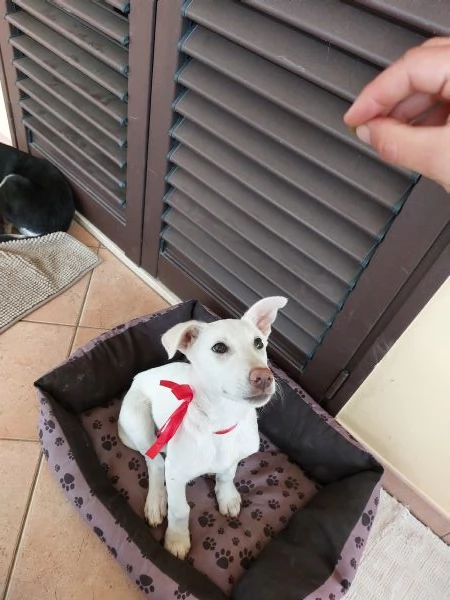 Neve Dall'oasi incontaminata al canile | Foto 0