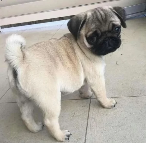 regalo carlino toy... 