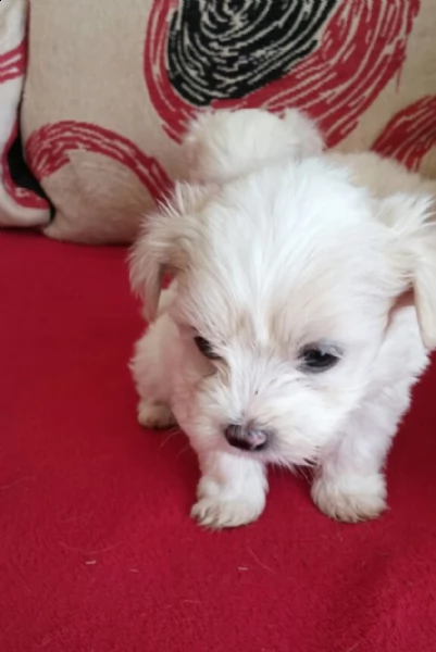 regalo maltese toy disponibile...  | Foto 0