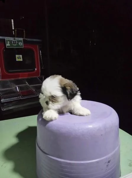 regalo shitzu toy disponibile...  | Foto 0