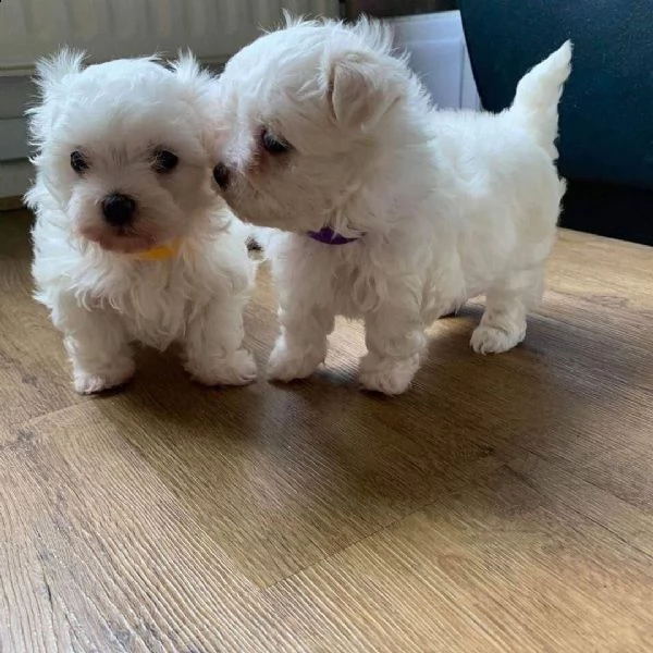 maltesi toy cuccioli | Foto 4