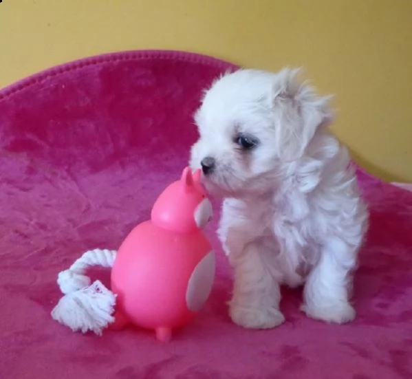 maltesi toy cuccioli