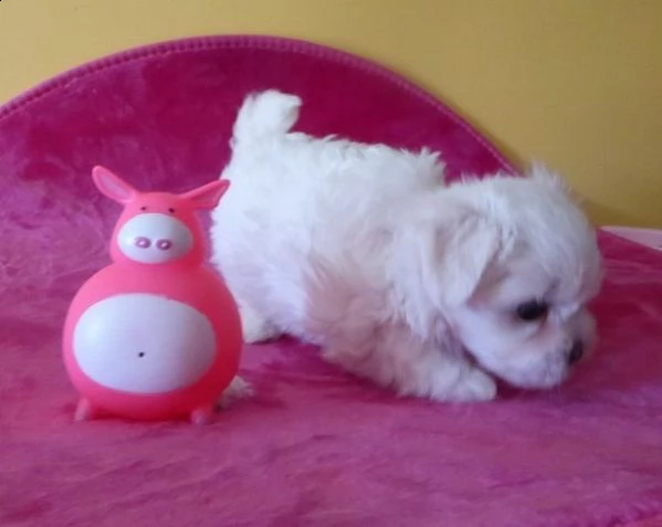 maltesi toy cuccioli | Foto 1