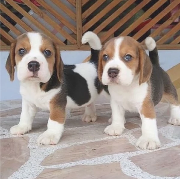 regalo beagle mini .. 