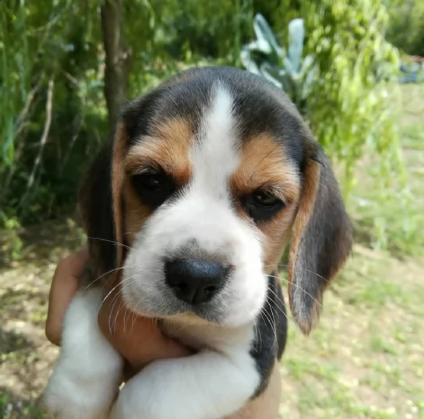 regalo beagle mini ..  | Foto 0