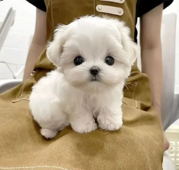 regalo maltese toy disponibile,,, 