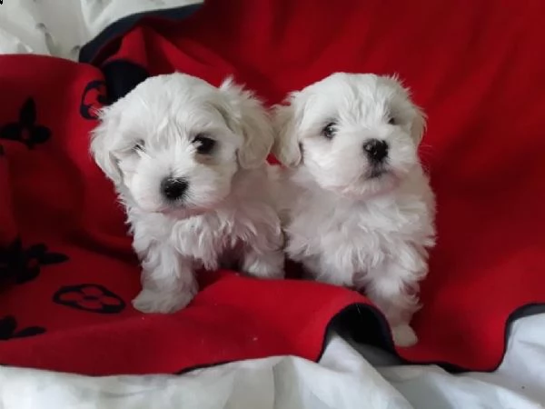 cuccioli maltese toy | Foto 0