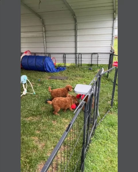 cuccioli di barboncino  | Foto 0