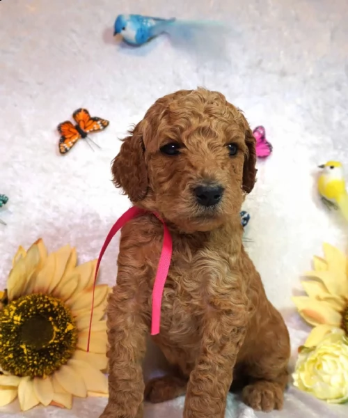 cuccioli di barboncino 