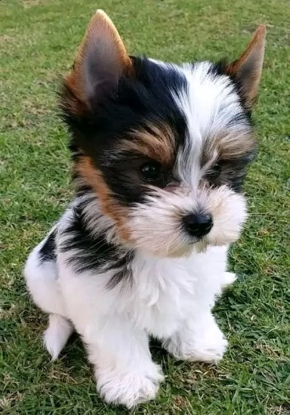 cuccioli dello yorkshire 