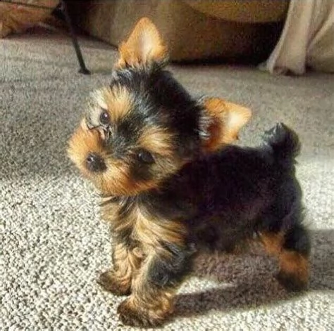 splendidi cuccioli kc excellent home breeds yorkshire cuccioli maschi e femmine in cerca di una casa