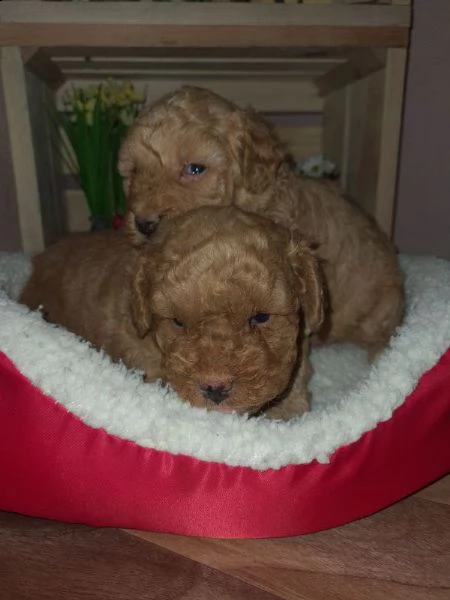 maltipoo cuccioli in vendita | Foto 3