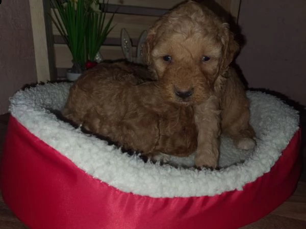 maltipoo cuccioli in vendita | Foto 2