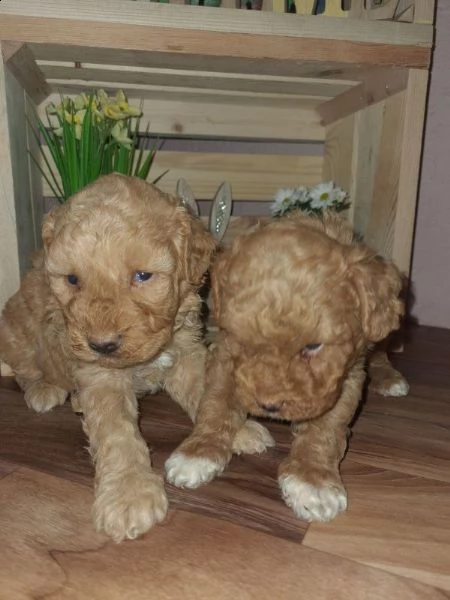 maltipoo cuccioli in vendita | Foto 1