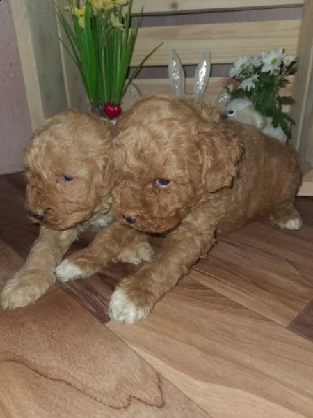 maltipoo cuccioli in vendita | Foto 0