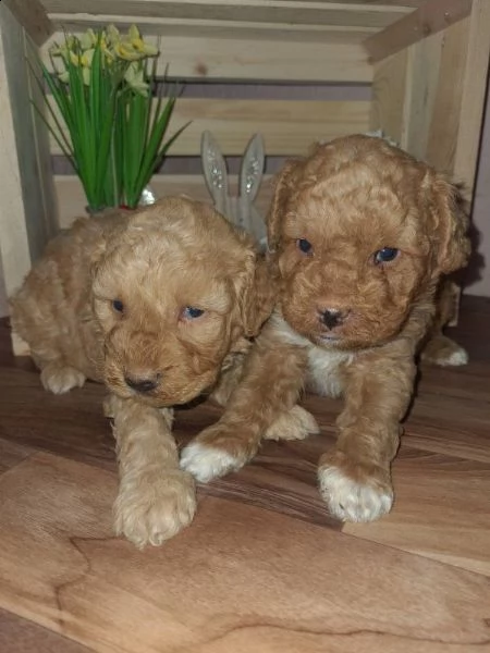 maltipoo cuccioli in vendita