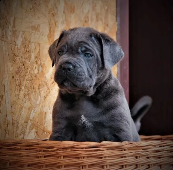 cane corso top cuccioli | Foto 6