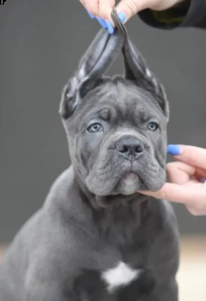 cane corso top cuccioli
