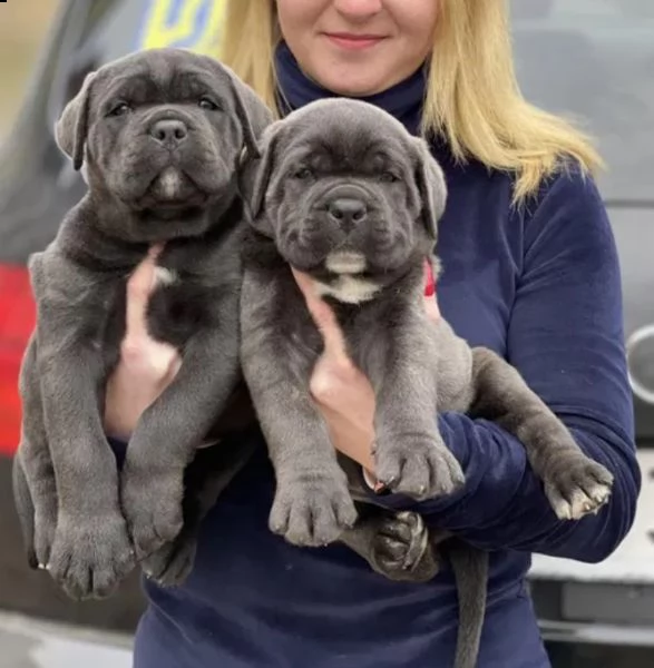 cane corso top cuccioli | Foto 5